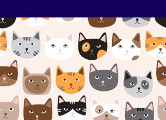 muca-s-srčkastim-noskom