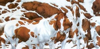 optična-iluzija-za-dober-vid