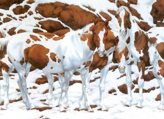 optična-iluzija-za-dober-vid