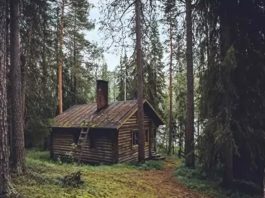 Optična iluzija medved