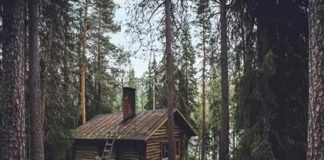 Optična iluzija medved