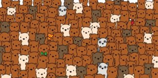 medvedi-optična-iluzja