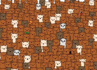 medvedi-optična-iluzja