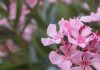 oleander