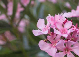 oleander