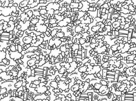 optična-iluzija-ovce