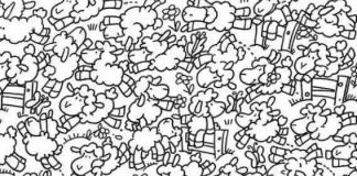 optična-iluzija-ovce