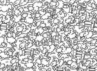 optična-iluzija-ovce