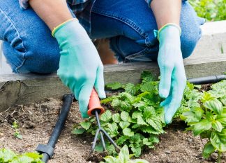 5 stvari, ki jih morate dokončati na vrtu do konca aprila delo-na-vrtu