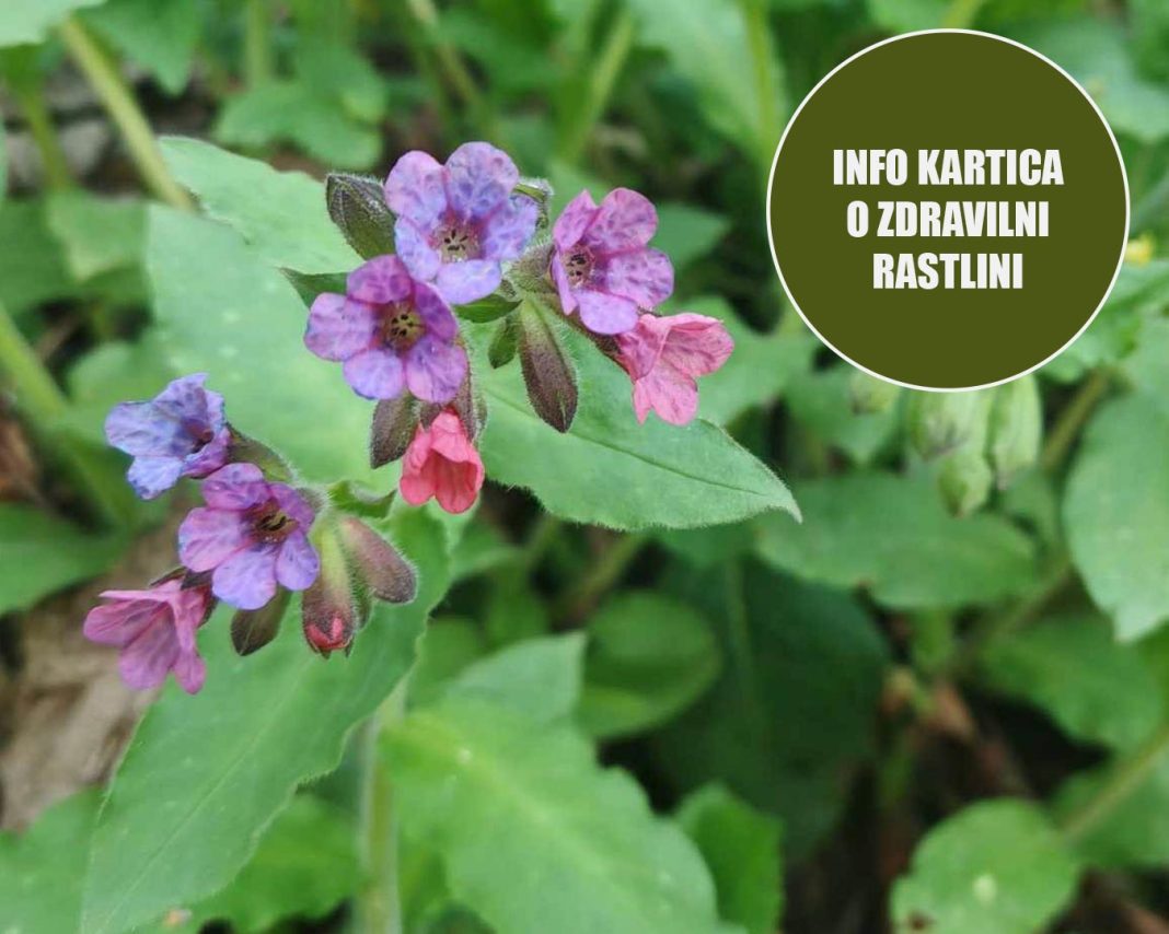 info-kartica-pljučnik info-kartica-pljučnik