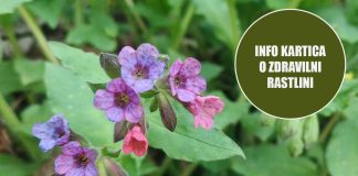 info-kartica-pljučnik