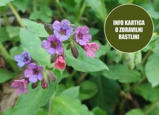 info-kartica-pljučnik