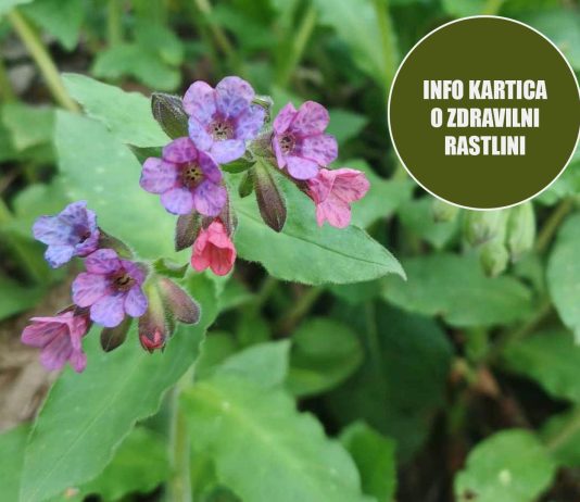 info-kartica-pljučnik
