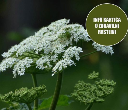 info-kartica-rman