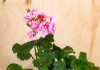 pelargonije