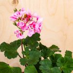 Pelargonije niso več v trendu, letos bodo na oknih zasijale te rastline