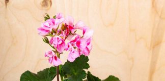 pelargonije