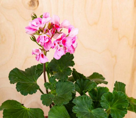 pelargonije