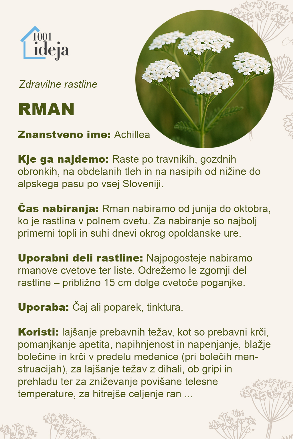Rman raste na vsakem travniku in je pravo darilo narave in lahko pomaga pri kopici težav