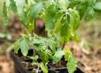 Preden sadike paradižnika prestavite na vrt, morate storiti to pomembno stvar sadike-paradižnika