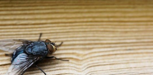 muhe-bežijo-stran-kot-nore