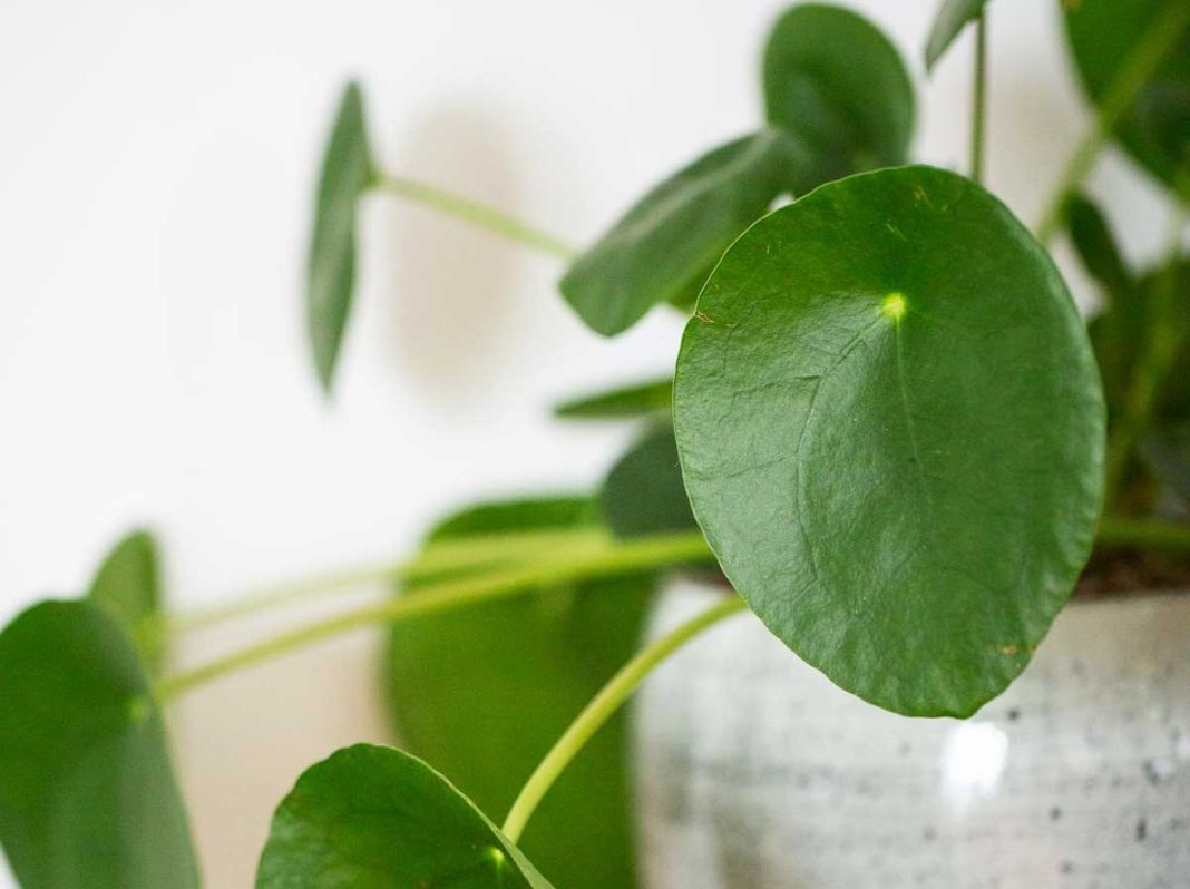 pilea