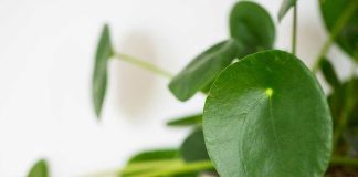 pilea