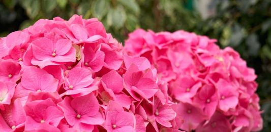 roza-hortenzija
