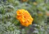 tagetes