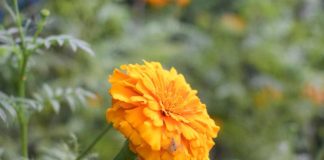 tagetes