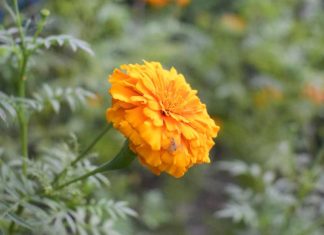 tagetes