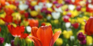 tulipani
