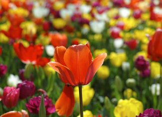 tulipani