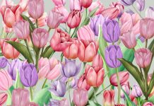 tulipani-optična-iluzija