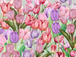 tulipani-optična-iluzija