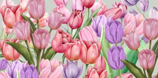 tulipani-optična-iluzija