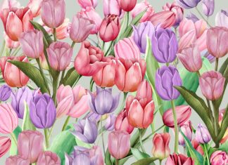 tulipani-optična-iluzija
