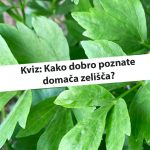 Kako gojiti peter&scaron;ilj v zaprtih prostorih in ga rezati vse leto