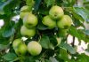 apple-trees