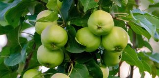 apple-trees