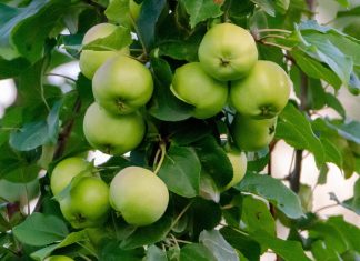 apple-trees