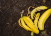 bananini-olupki-na-vrtu