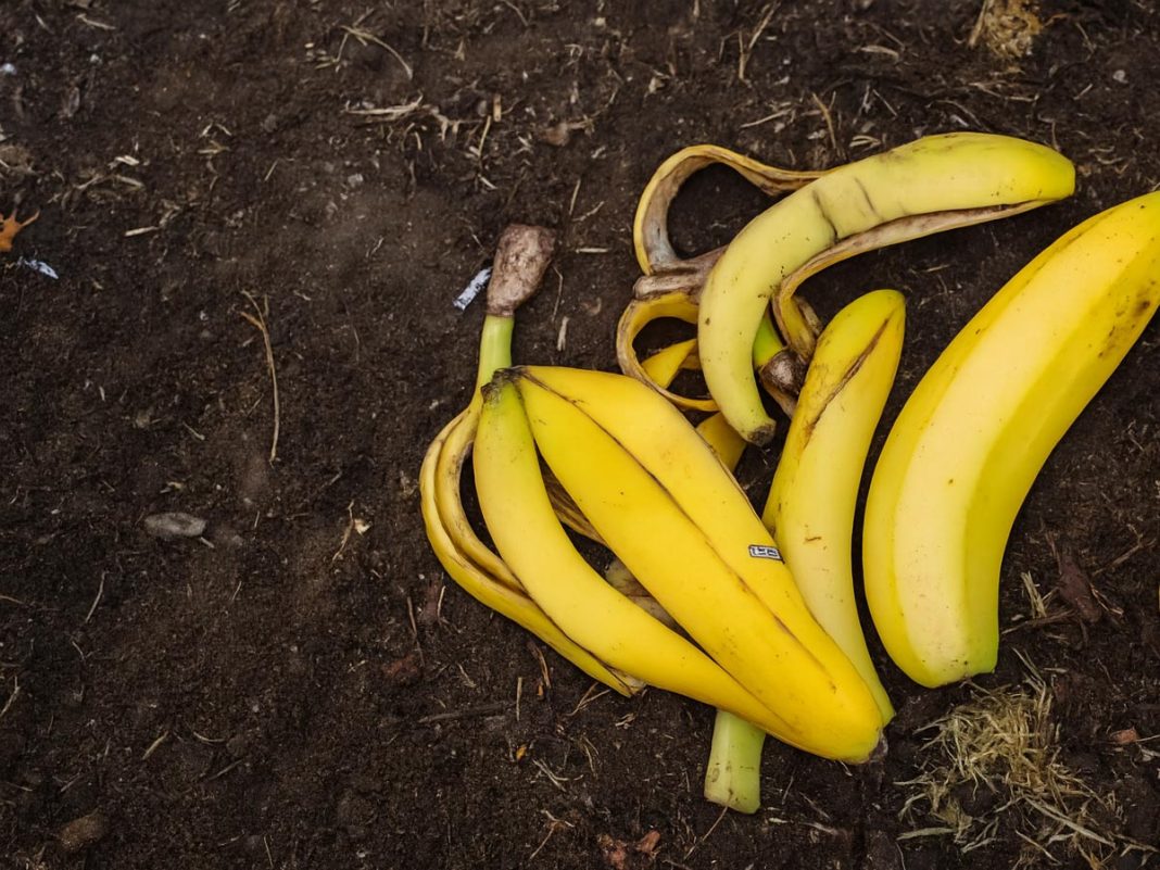 bananini-olupki-na-vrtu