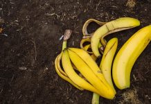 bananini-olupki-na-vrtu
