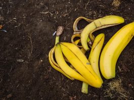 bananini-olupki-na-vrtu