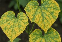 kumare-peronospora