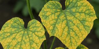 kumare-peronospora