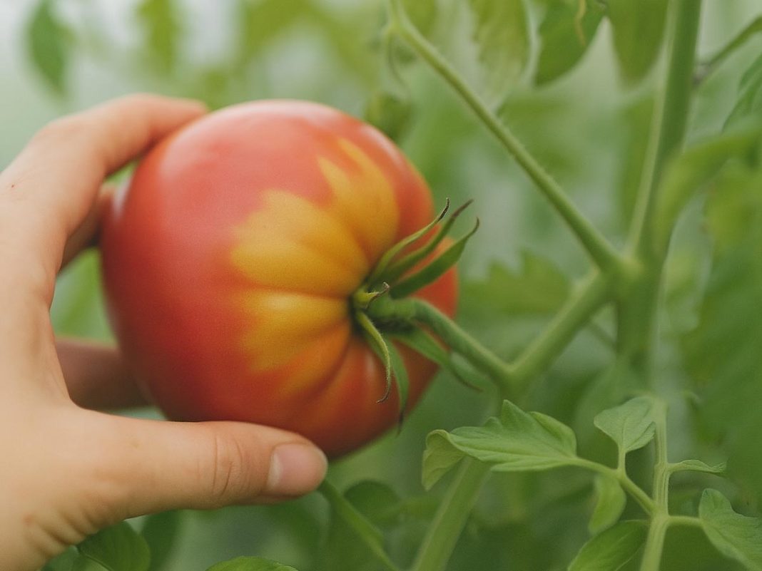 nepravilno-zorenje-paradižnika