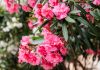 oleander