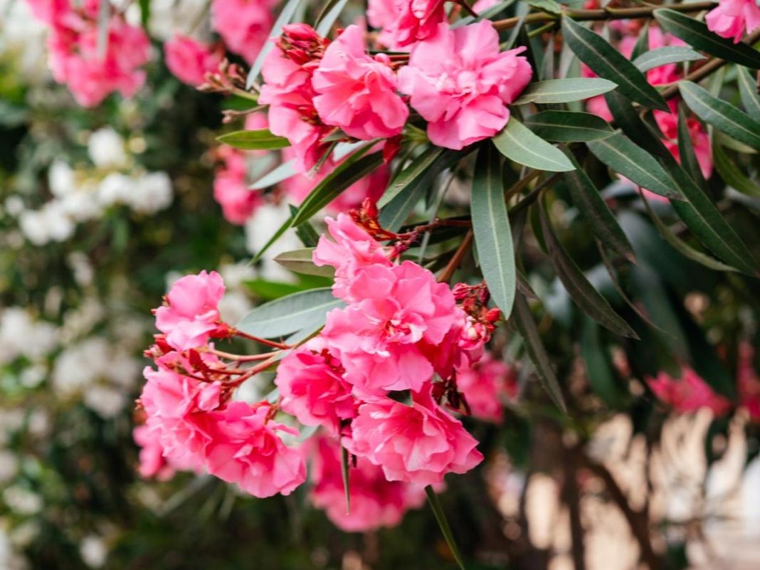 oleander